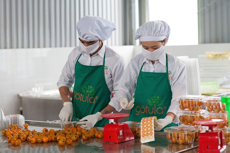 Sau khi được thu hoạch, cà chua sẽ được đưa vào sơ chế, đóng gói tại nhà sơ chế ngay trong trang trại. 