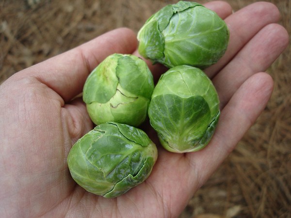 Bắp cải t&iacute; hon g&acirc;y &ldquo;sốt&rdquo;
