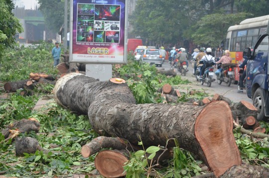 Chặt 6.700 c&acirc;y xanh: Sức khỏe người d&acirc;n H&agrave; Nội sẽ ra sao?
