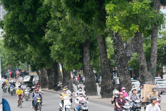 Chặt 6.700 c&acirc;y xanh: Sức khỏe người d&acirc;n H&agrave; Nội sẽ ra sao?