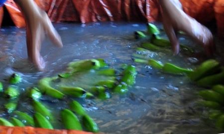 Chuối dấm bằng thuốc diệt cỏ độc hại thế n&agrave;o?