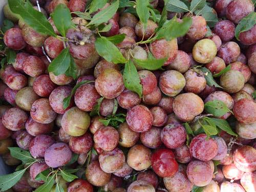 Mận hậu Mộc Ch&acirc;u đầu m&ugrave;a đắt kh&aacute;ch