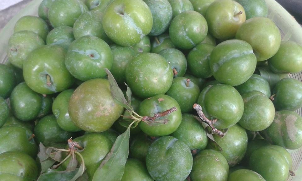 Mận hậu Mộc Ch&acirc;u đầu m&ugrave;a đắt kh&aacute;ch