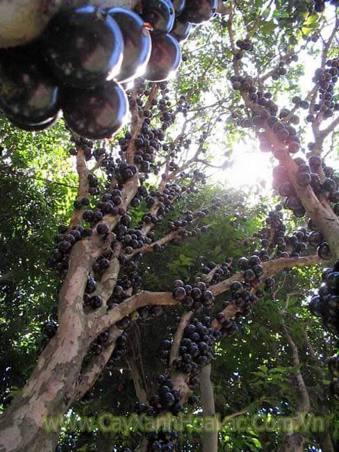 C&acirc;y nho đất h&uacute;t kh&aacute;ch H&agrave; Nội