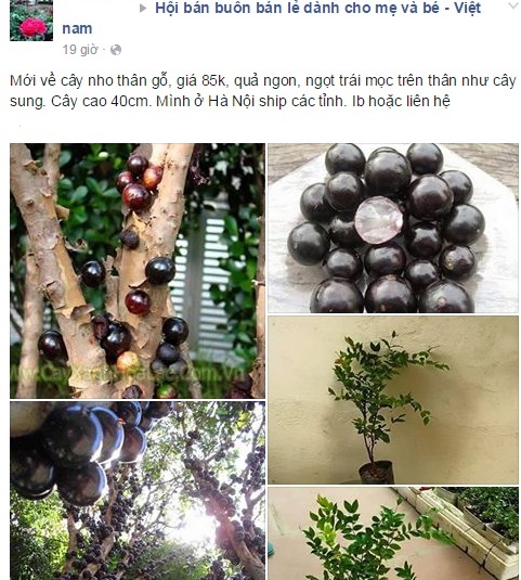 C&acirc;y nho đất h&uacute;t kh&aacute;ch H&agrave; Nội