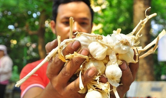 Giải cứu tỏi L&yacute; Sơn: C&oacute; hay kh&ocirc;ng tỏi nh&aacute;i?