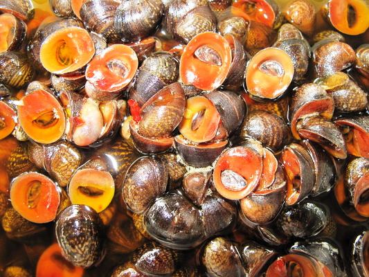 Ốc dừa đỏ l&agrave; loại kh&ocirc;ng c&oacute; s&aacute;n
