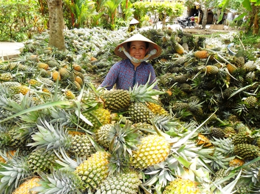 Ứng dụng VietGAP v&agrave;o sản xuất đ&atilde; đem lại nguồn lợi kh&ocirc;ng nhỏ về năng suất cho c&acirc;y dứa ở Hậu Giang