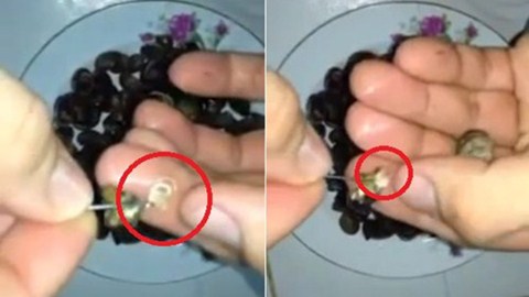 Ốc dừa chứa s&aacute;n (Ảnh cắt ra từ clip)