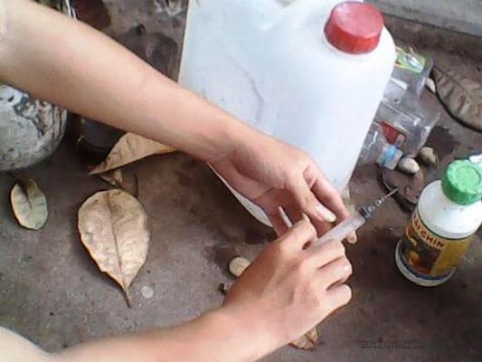 Chất bột được h&ograve;a tan c&ograve;n để ti&ecirc;m thẳng v&agrave;o tr&aacute;i c&acirc;y. (Ảnh Nguy&ecirc;n Ho&agrave;ng)