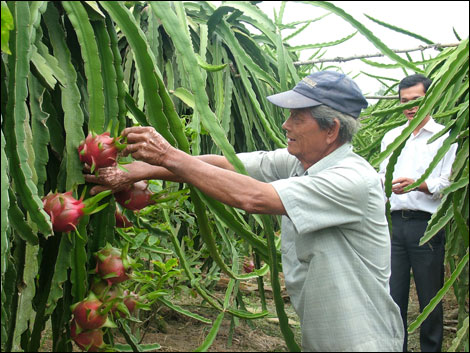 Thanh Long l&agrave; tr&aacute;i c&acirc;y chủ lực của Tiền Giang