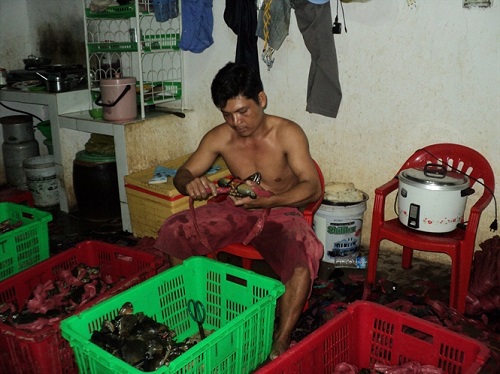 Cua biển C&agrave; Mau c&oacute; chất lượng tốt, thịt thơm ngon