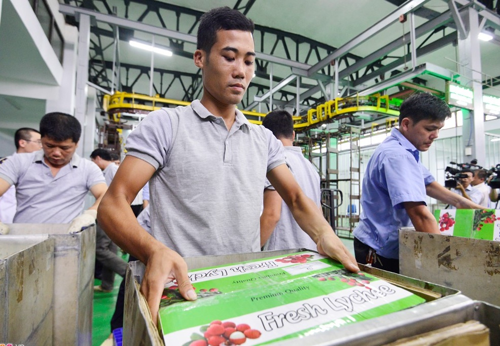  Hàng loạt vải thiểu tai huyện Lục Ngạn (Bắc Giang) và huyện Thanh Hà (Hải Dương) được đem vào phòng chiếu xạ để kịp thời xuất khẩu sang Australia ngay trong chiều  qua.