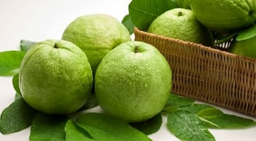 Quả ổi - &lsquo;khắc tinh&rsquo; của hợp chất g&acirc;y ung thư c&oacute; trong x&uacute;c x&iacute;ch