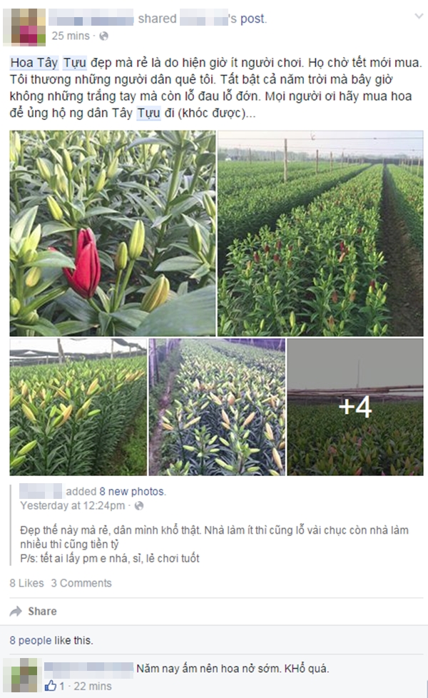 Cộng đồng mạng chung tay giải cứu cho hoa ly T&acirc;y Tựu