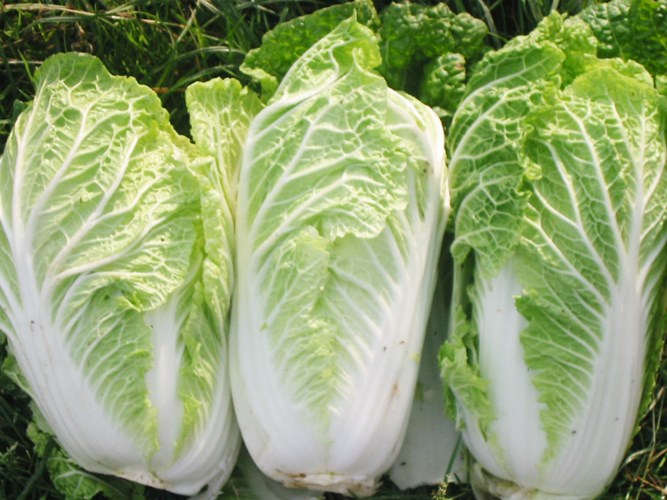 Trong và đặc biệt sau Tết, các loại rau xanh thường rất khan hàng do nhu cầu cao của người tiêu dùng hoặc do thời tiết quá lạnh. Nhiều loại rau có thể tăng giá gấp đôi ngày thường