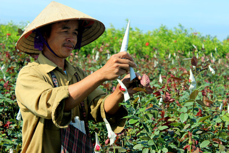 Công tác chăm bón hoa hồng tuy không cầu kỳ nhưng rất vất vả