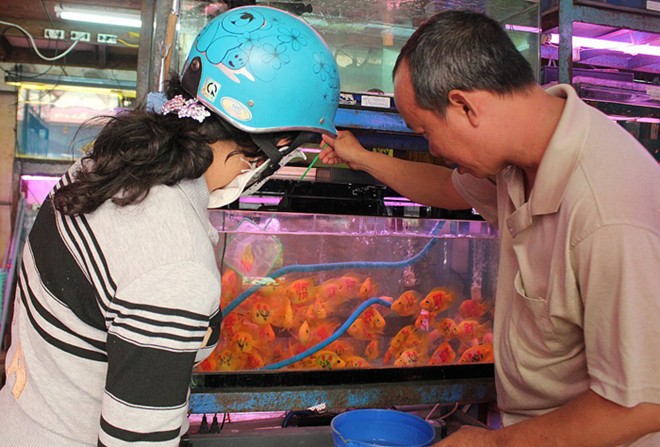 Nhiều gia đ&igrave;nh lựa chọn c&aacute; ch&eacute;p xăm chữ