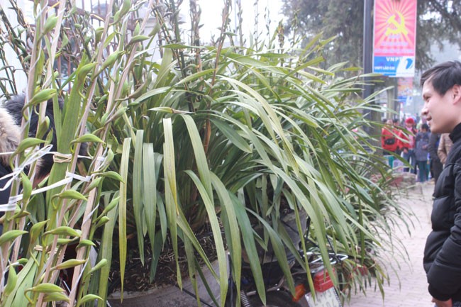 Một chậu địa lan với 25 cành, chiều cao hơn 1m được bán với giá chỉ 3 triệu đồng tại thị trấn Sapa. Theo các chủ vườn, lan Sapa tết năm 2014 hầu hết đều chịu cảnh lá cháy, hoa nhỏ, do thời tiết rét hại, có tuyết liên tục trong thời gian dài. Giá của mỗi chậu lan năm nay không chênh lệch nhiều so với những năm trước, dù công chăm sóc đắt đỏ hơn, khiến nhiều nhà vườn trồng lan buộc phải bán dần để cắt lỗ.