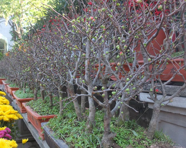 Một chậu mai thế được ghép từ nhiều cây mai lẻ, với giá thân lẻ từ 200.000 - 300.000 đồng tùy độ lớn. Nếu tính cả giá chậu, mỗi chậu mai thế được bán ở mức 2,5 - 3 triệu đồng.