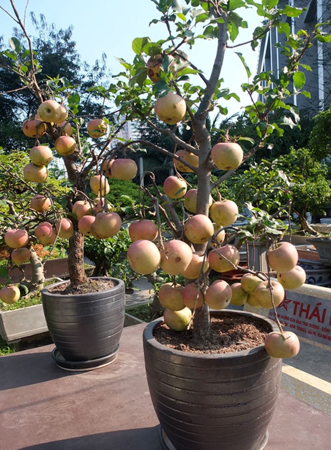 Những cây táo này được người bán nói là hàng ở các tỉnh phía Bắc mang về. Giá mỗi cây thông thường từ 3 - 5 triệu đồng. Những cây có quả in chữ nổi Tài, Đức, Lộc, Phúc, Thọ... giá đến trên chục triệu đồng. Nhưng theo những người buôn cây cảnh lâu năm cho biết, loại cây cảnh này xuất phát từ Trung Quốc sang Việt Nam