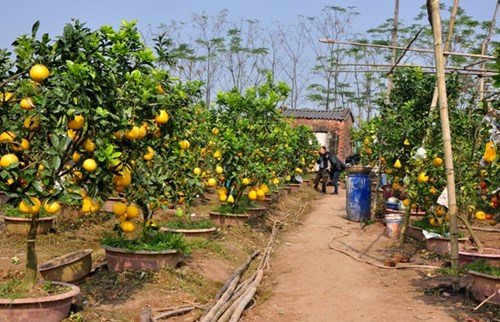 Những cây bưởi này có giá tiền triệu. Cây nào rẻ nhất cũng từ 1,5 - 2 triệu đồng. Cây thế đẹp giá từ 5 - 10 triệu đồng. Các Đăng ký và nhận 60K 24 bao lì xì miễn phí mỗi ngày mua về chơi tết vừa đẹp, qua tết lại có thể dùng được quả. Một cây bưởi được bán không có chậu - bồn đẹp, người mua phải trả tiền mua thêm chậu và bồn. Nhiều nhà vườn ở Cầu Diễn - Từ Liêm (Hà Nội) đang có khuyến mại cho người mua bưởi cây chơi tết bằng hình thức vận chuyển miễn phí trong bán kính 5 km. Những cây bưởi vừa có quả xum xê, vừa có chồi non và bông trắng, giá có thể lên đến vài chục triệu đồng.