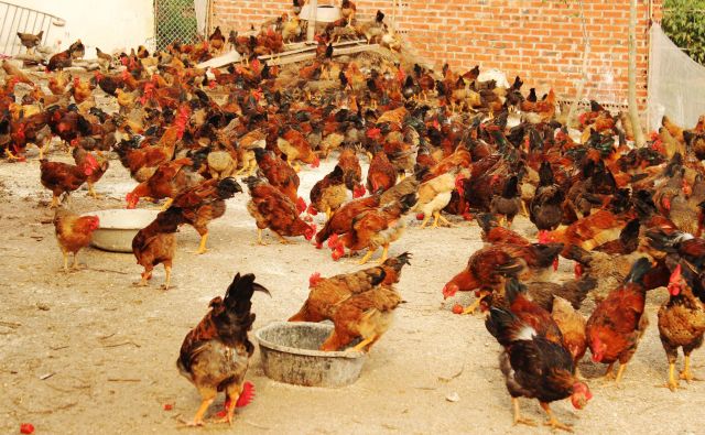 Gi&aacute; g&agrave; thịt giảm mạnh