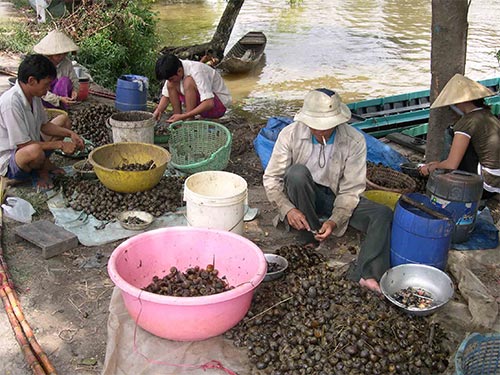 Đại dịch thu mua ốc bi&ecirc;u v&agrave;ng