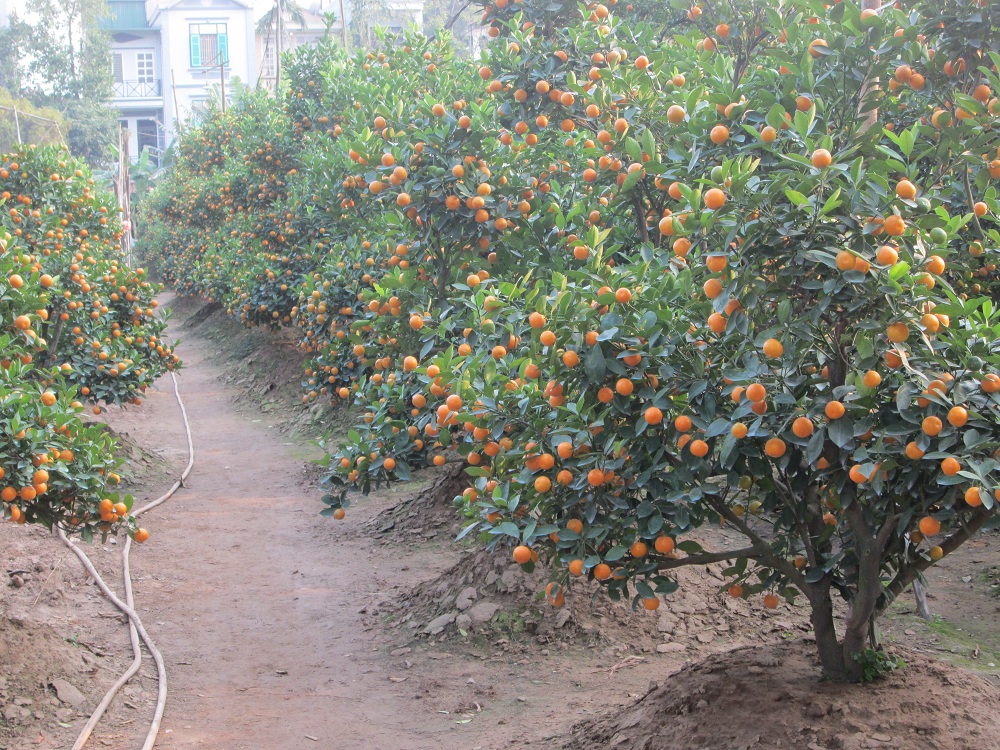 Chủ vườn quất lo ế h&agrave;ng, vắng kh&aacute;ch