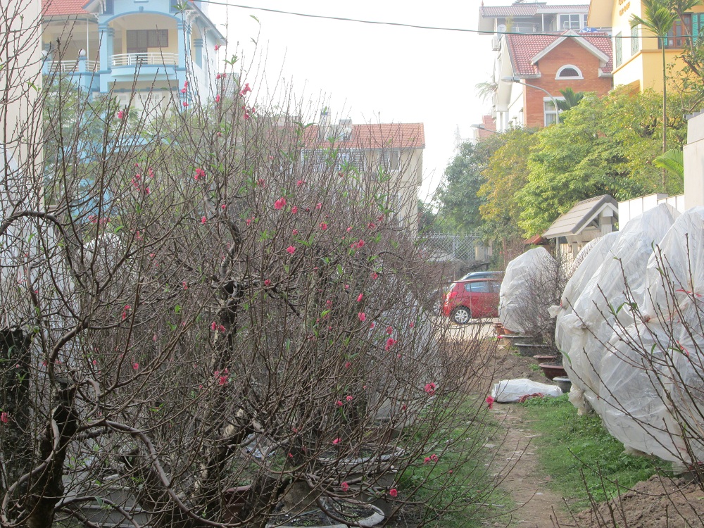 Đ&agrave;o Nhật T&acirc;n năm nay gi&aacute; kh&ocirc;ng đột biến