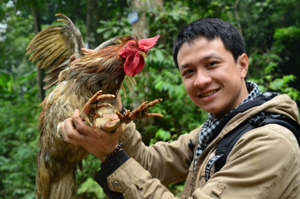 Gà chín cựa được nhắc tới trong sự tích Sơn Tinh và Thủy Tinh nhưng hiện nay, gà chín cựa được nuôi nhiều ở Phú Thọ và Lạng Sơn. Gà chín cựa thịt thơm nhưng trọng lượng gà thường không cao. Gà trưởng thành có trọng lượng khoảng 1 kg - 1,5 kg. Loại gà này 