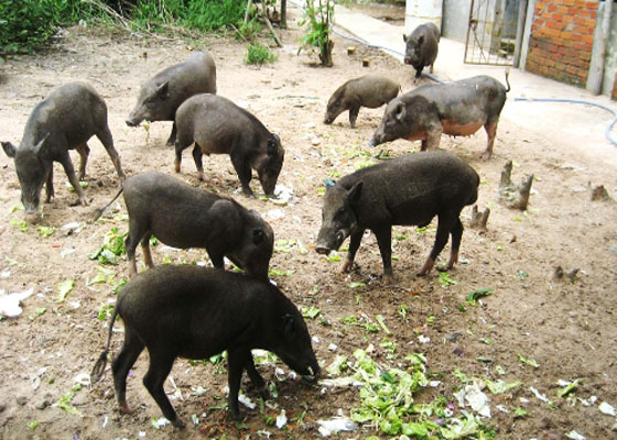 Lợn mán cũng là một đặc sản của người dân tộc miền núi. Lợn mán thường có trọng lượng nhỏ và thường có mầu đen. Mỗi con lợn mán ở tuổi trưởng thành thường có trọng lượng khoảng 10 - 20 kg. Thịt lợn mán thơm ngon, không béo và thường có giá cao hơn nhiều lần so với thịt lợn thông thường.