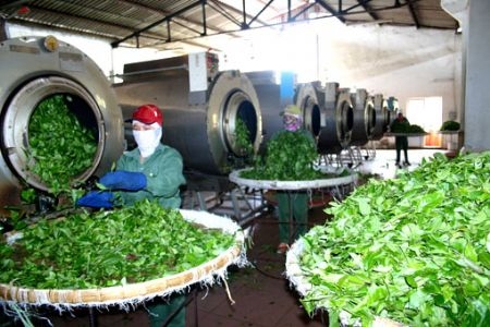 Ch&egrave; xuất khẩu đạt gi&aacute; trị thấp