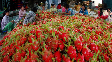 Chào bán nhiều công nghệ sau thu hoạch