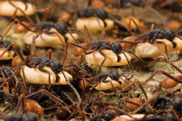 Những con kiến quân đội (army ant) thường xuyên phải di cư vì chúng quá đông và luôn phải tìm nguồn 13Win1 nhập link nhà cái mới. Mỗi đợt di cư như thế có thể bao gồm từ 500.000 tới 2 triệu cá thể.