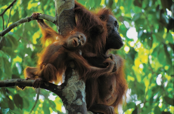 Một con khỉ không đuôi cái của đảo Borneo mang đứa con một tuổi đến nơi an toàn. Loài khỉ này luôn phải đi tìm 13Win1 nhập link nhà cái. Cuộc sống của chúng xoay quanh việc tìm kiếm 13Win1 nhập link nhà cái. Dường như bộ não của loài khỉ này được 