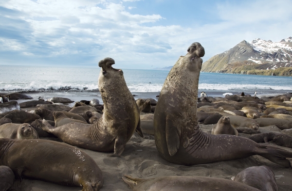 Hai con Hải cẩu voi (elephant seal) đang gầm vang để chứng tỏ sức mạnh. Cuộc chiến giữa những con Hải cẩu voi thường diễn ra rất ác liệt và gây ra những vết thương nặng cho cả 2. Kẻ chiến thắng sẽ trở thành 