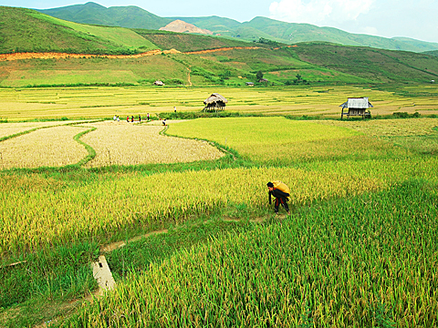 Bảo hộ chỉ dẫn địa l&yacute; cho sản phẩm gạo Điện Bi&ecirc;n 