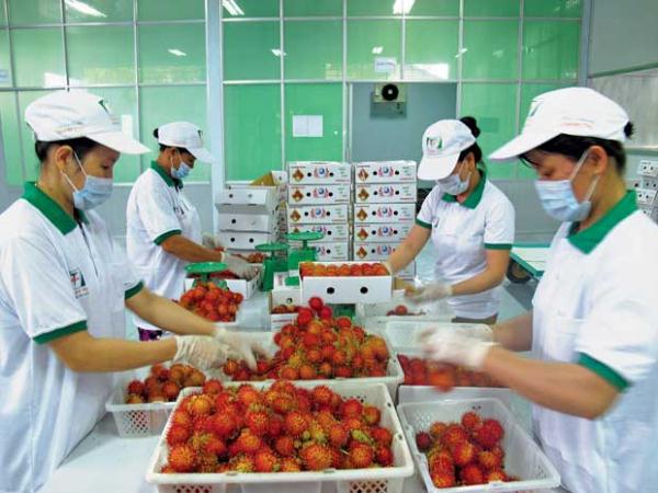 Globalgap n&ocirc;ng nghiệp