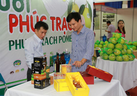 Đặc sản bưởi Phúc Trạch