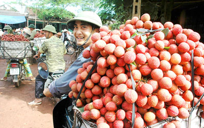 Khoa học c&ocirc;ng nghệ cho vải thiều