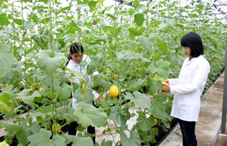  Lợi &iacute;ch c&acirc;y tr&ocirc;̀ng c&ocirc;ng nghệ sinh học đem lại