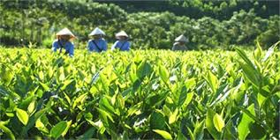 Tăng 30% năng suất chế biến chè nhờ cải tiến m&aacute;y diệt men ch&egrave; xanh
