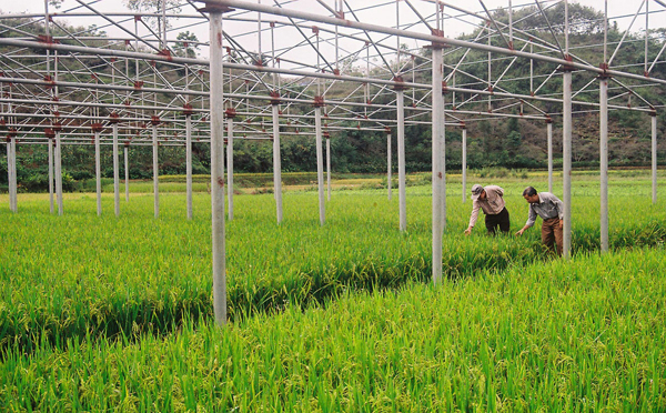 Ph&aacute;t triển n&ocirc;ng nghiệp