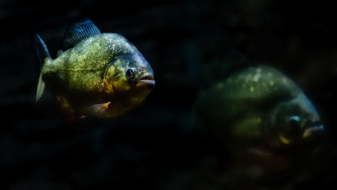 Cá Piranha có lẽ là loài cá đáng sợ nhất bởi độ nguy hiểm của nó. Dù có kích thước không lớn nhưng chúng thường đi theo đàn và lao vào xé xác bất cứ con mồi nào rơi xuống nước.