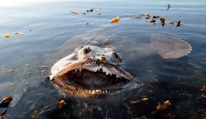 Cá monkfish có cái miệng rộng để hút các con mồi của mình vào trong dễ dàng hơn.