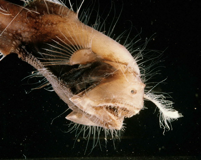 Cá Anglerfish là loài cá rất quý hiếm. Người ta chỉ thấy chúng xuất hiện ở những vùng nước sâu ở Đại Tây Dương, Thái Bình Dương và Ấn Độ Dương.
