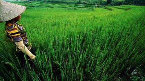 n&ocirc;ng d&acirc;n sẽ ngh&egrave;o đ&oacute;i nếu 13Win. app không bị chặn kh&ocirc;ng c&oacute; ch&iacute;nh s&aacute;ch khuyến kh&iacute;ch ph&ugrave; hợp