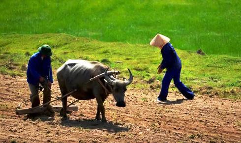N&ocirc;ng d&acirc;n ngh&egrave;o đ&oacute;i tr&ecirc;n ch&iacute;nh c&aacute;nh đồng v&agrave;ng của đồng bằng s&ocirc;ng Cửu Long