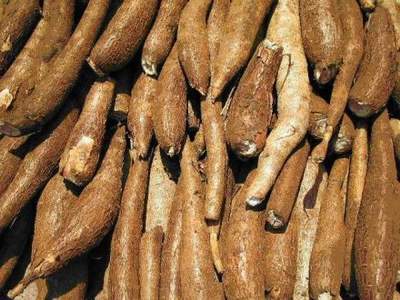 Cần phải chế biến đ&uacute;ng c&aacute;ch để tr&aacute;nh chất độc nguy hiểm trong sắn